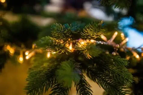 Holiday Open House and Greenhouse Venue Debut