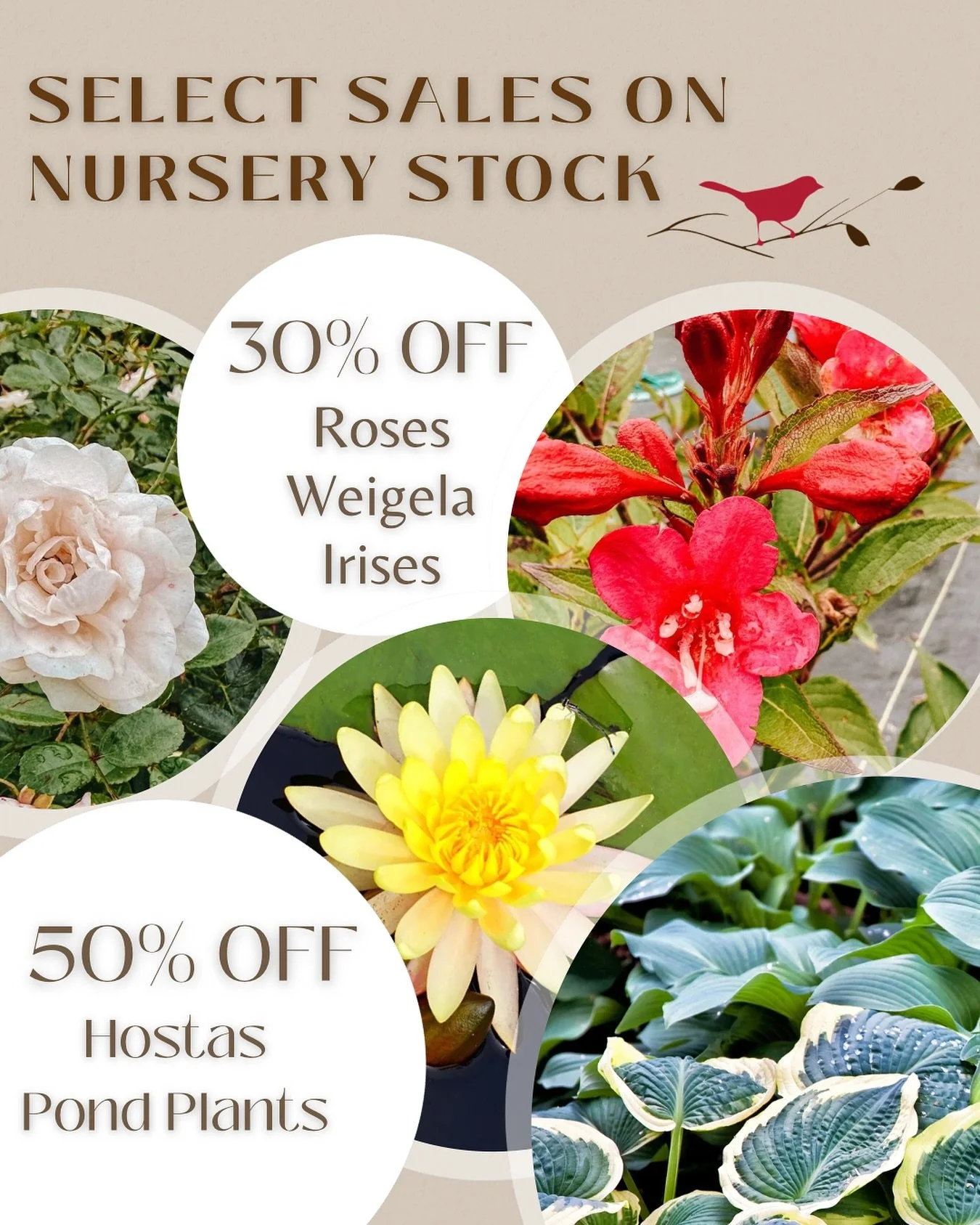 Select sales in the nursery! 
30% off Roses, Weigela, &amp; Irises
50% off Hostas &amp; Pond Plants