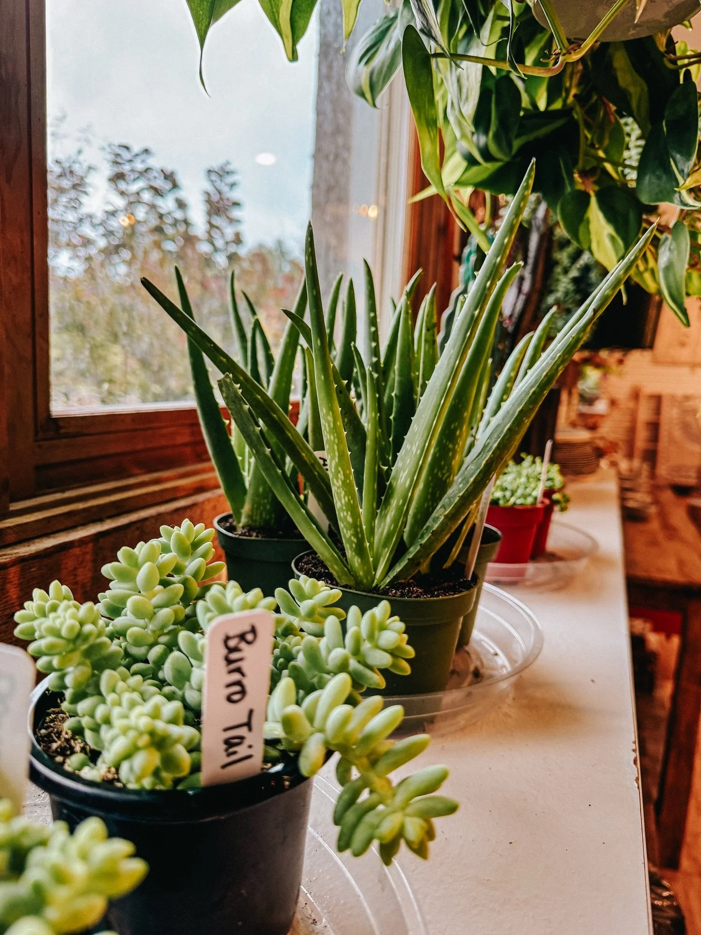 50% off ALL houseplants and pottery! Limited time only! 🪴🌱🌿