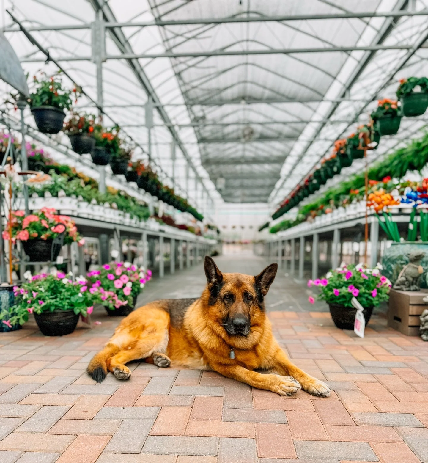 An announcement we&rsquo;re saddened to share, Jaxon passed away this past December.
 Intuitive, wise, and endlessly generous with his love, Jaxon was a constant presence at Nagelkirk Gardens and a beloved friend to so many of you.

Whether you saw h