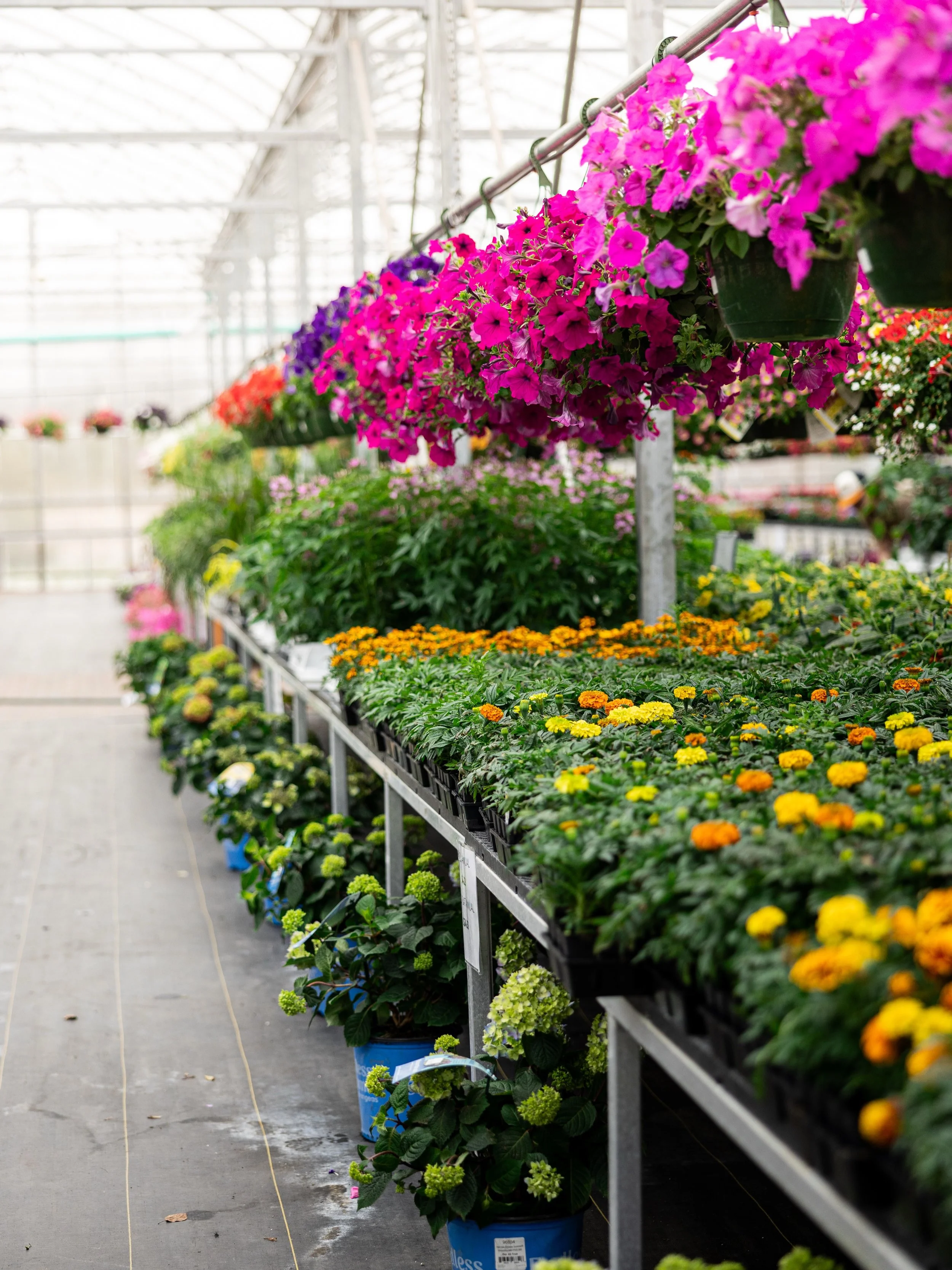 We&rsquo;re getting FIVE trucks this week - annuals, perennials, trees &amp; shrubs 🌻🌱
Memorial Weekend plant shopping will be in full swing! 

Photo by Anamae Lynn Photography 📸 

#nagelkirkgardens #marquettemichigan