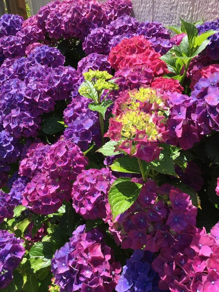 Multi Color Flower.JPG