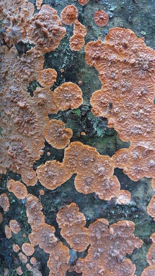 fungal growth.jpg