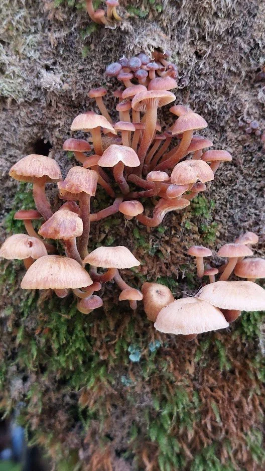 pink mushroom.jpg