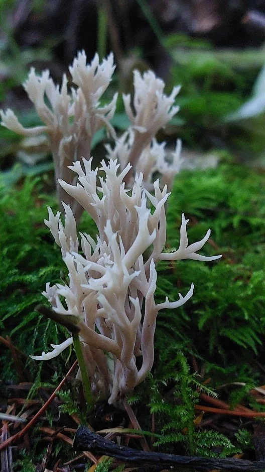 Coral Mushroom.jpg