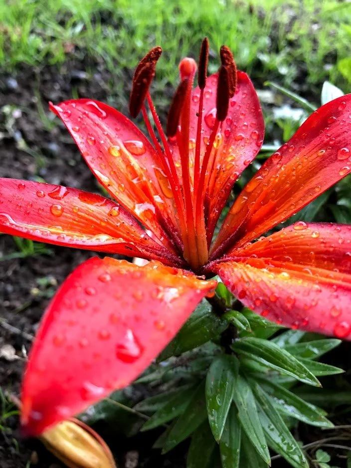 Red Flower 2.jpg