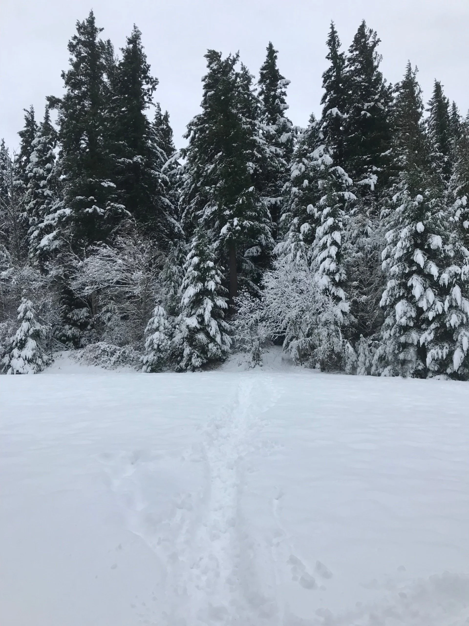 nature 1.jpg