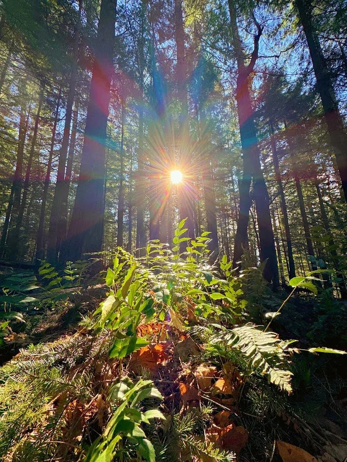 sunlight forest.jpeg