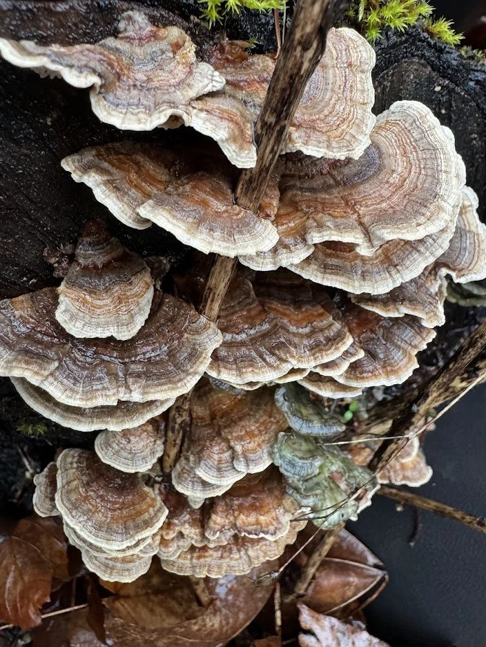 Turkey Tail.jpg