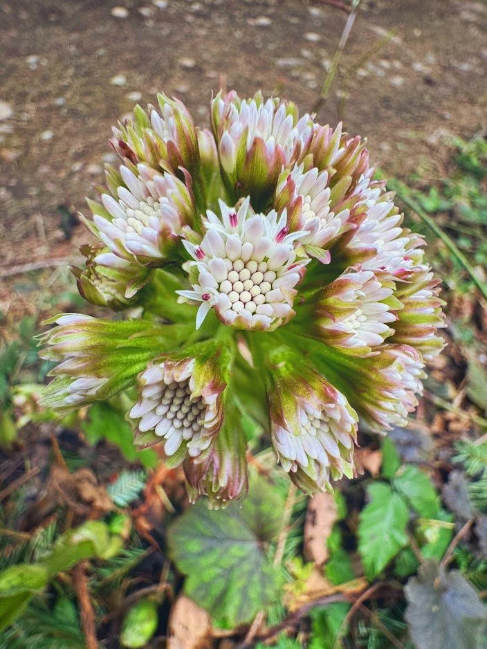 White Flowers 1.jpeg