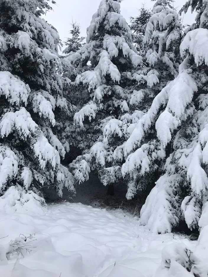 Snow Trees.jpg