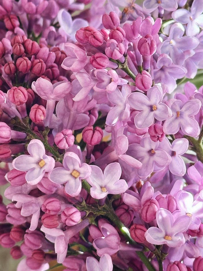 Pink flowers 1.jpeg