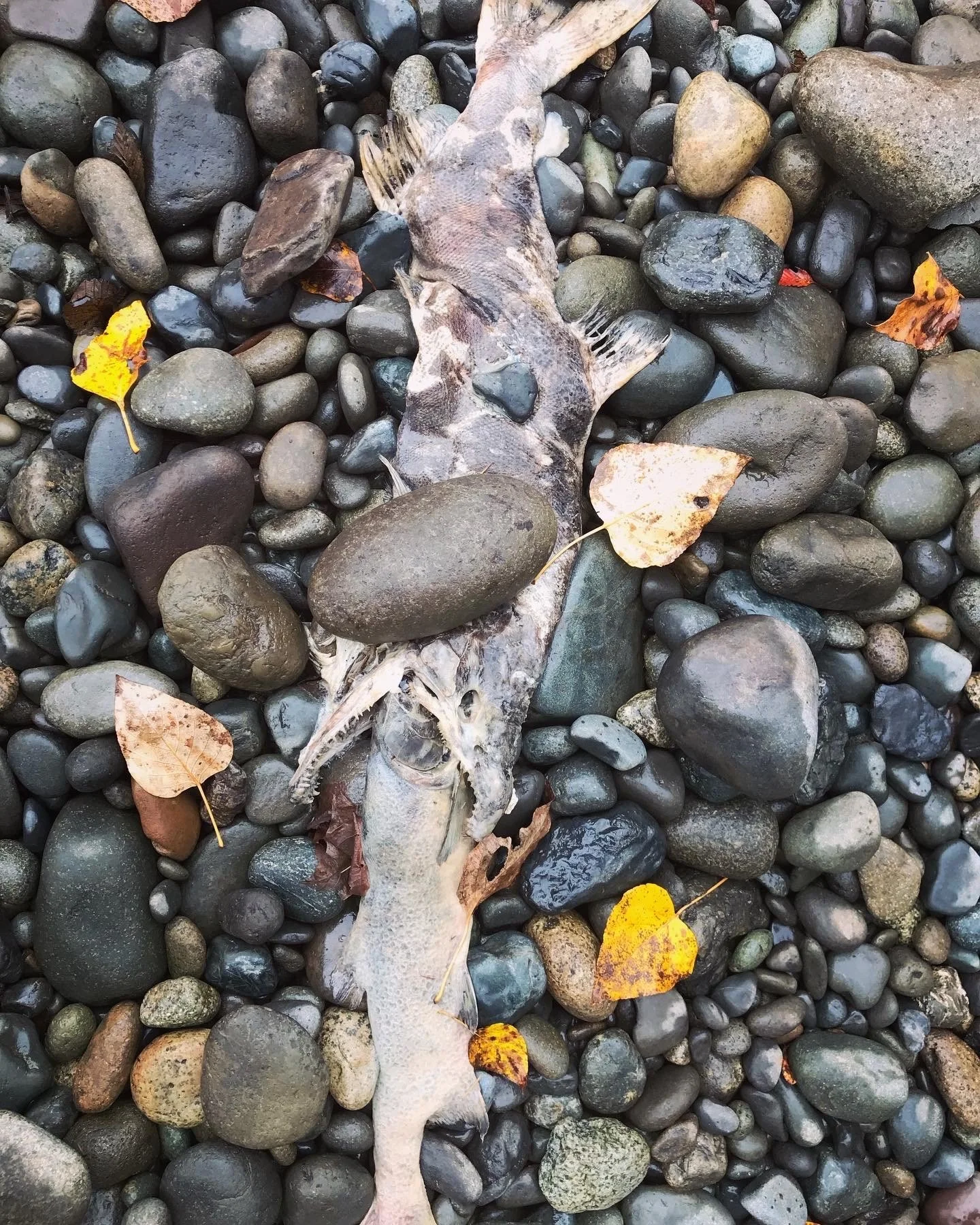 nature 9.jpg