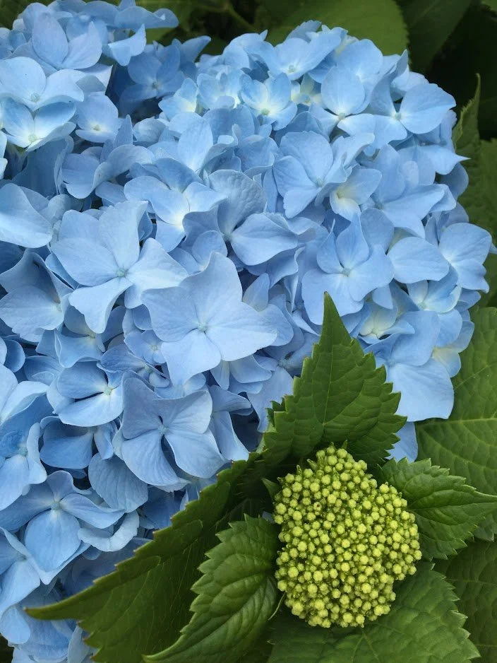 Blue Flower 2.JPG