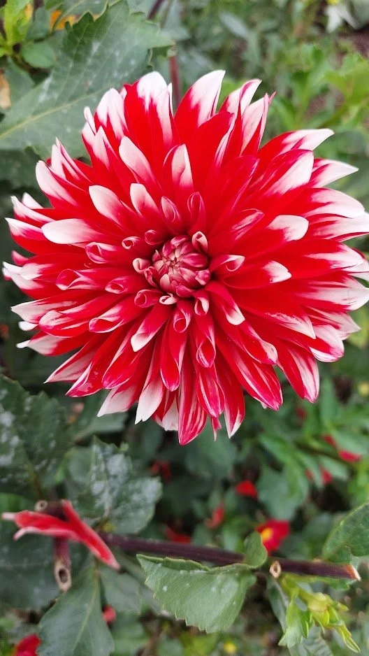 Red Flower.jpg