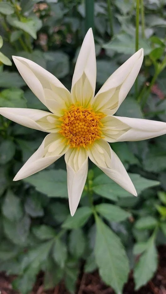 White Flower 2.jpg