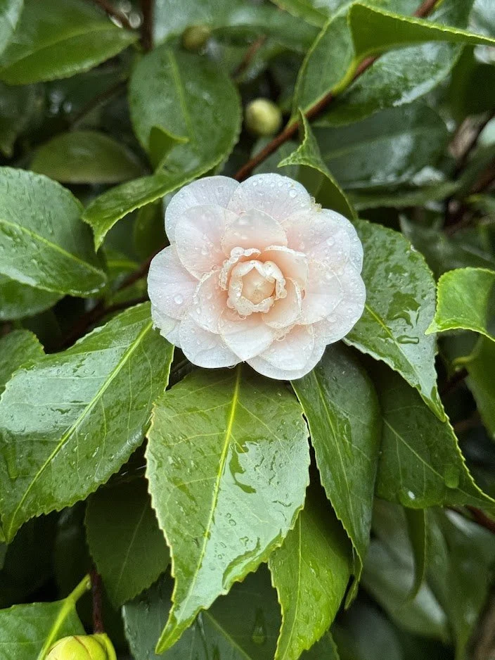 pink flower 2.jpg