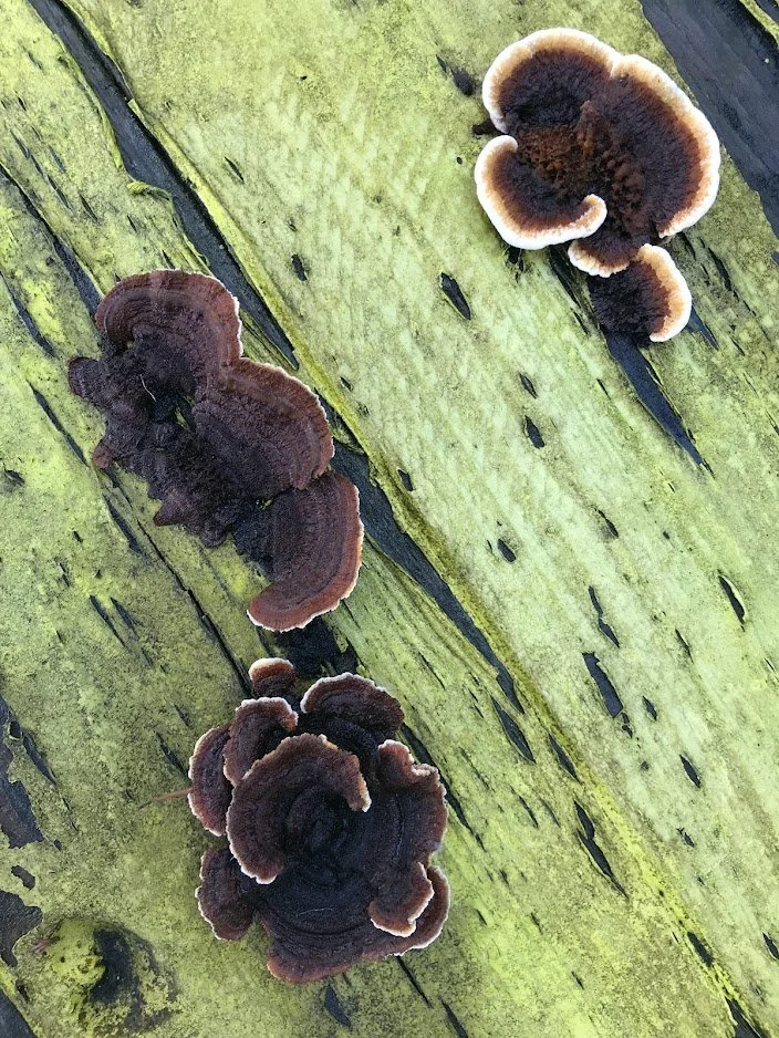 Reishi.jpg