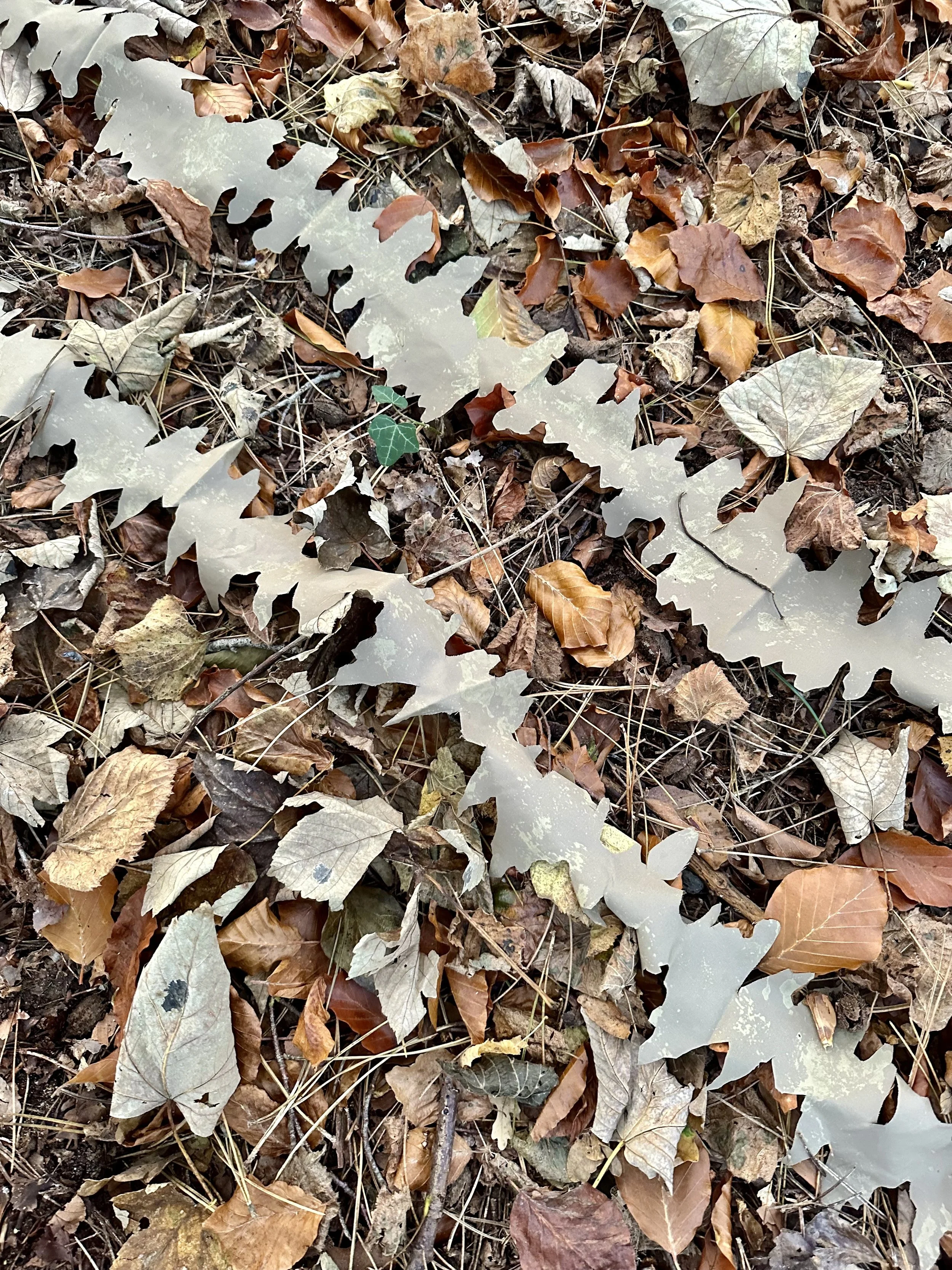 Ambusher light brown leaf strip on forest floor close up