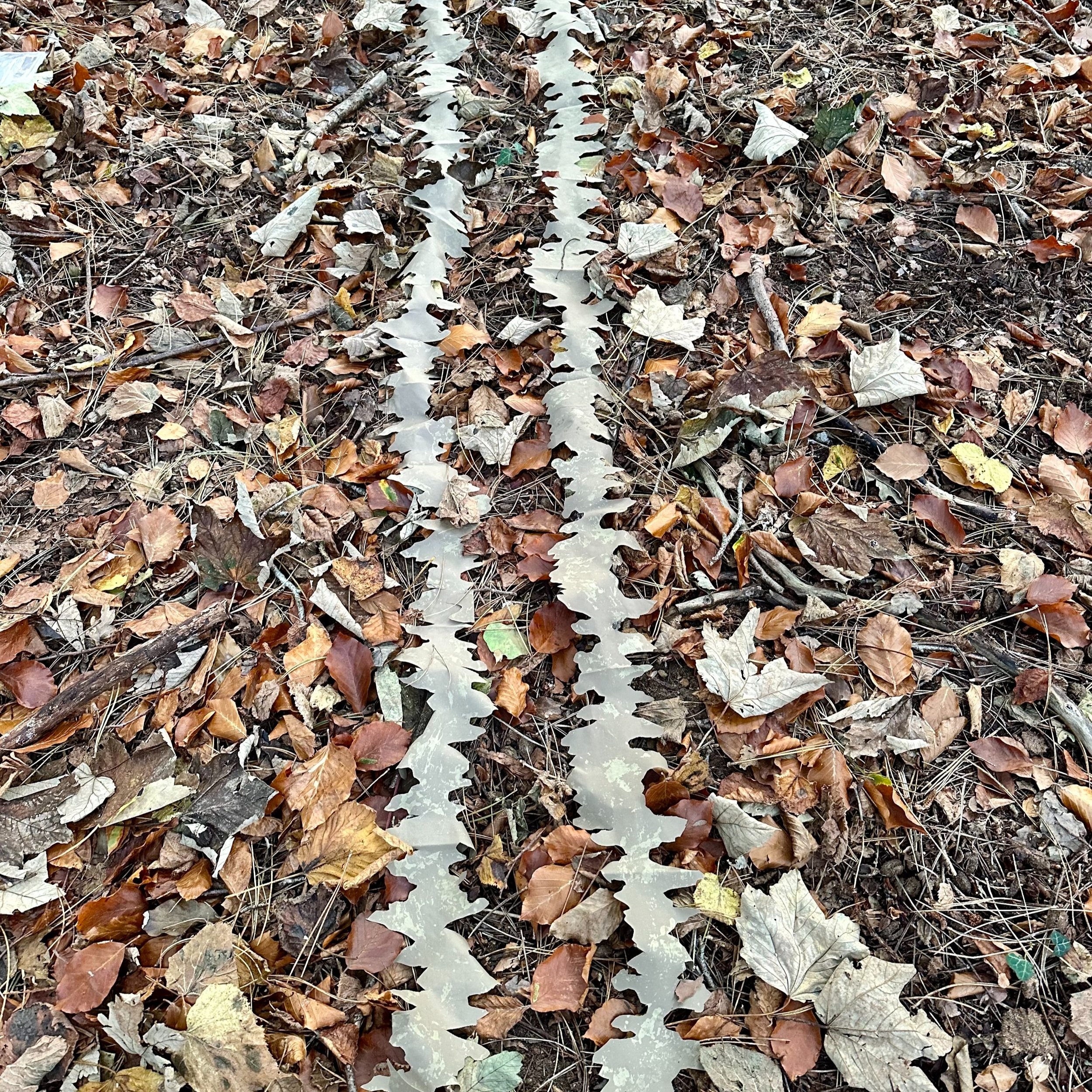 Ambusher light brown leaf strip on forest floor close up