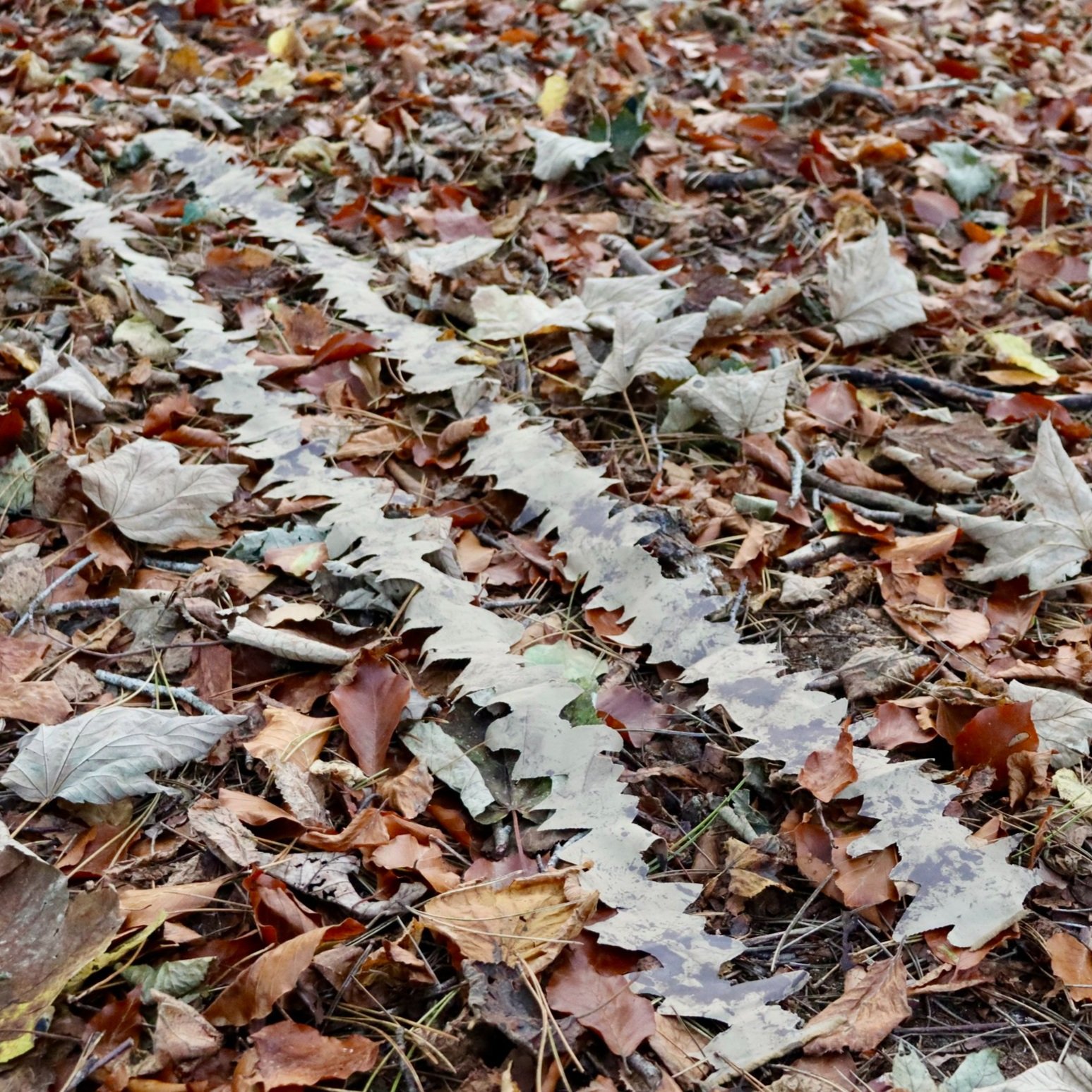 Ambusher dark brown leaf strip on forest floor