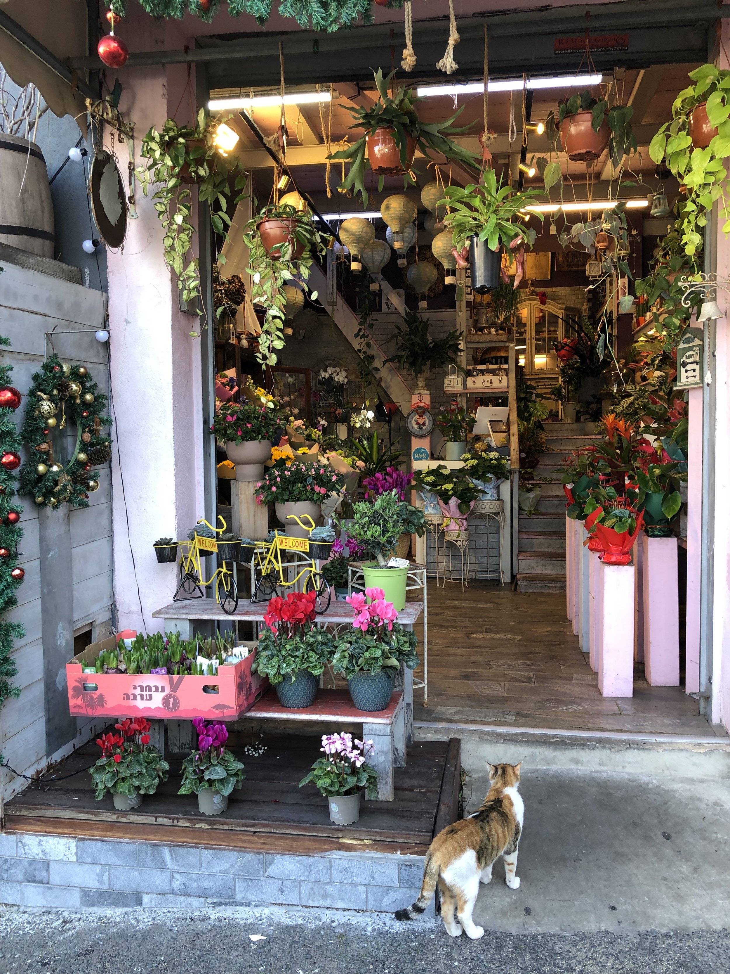 Beautiful surprise on a Haifa corner.jpg