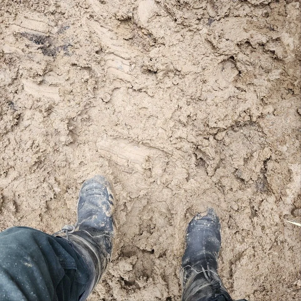 A outdoor worker is wearing black rubber work boots and is ankle deep in thick, wet, sloppy mud. The mud is the perfect shade of greige, a color in between grey and brown and is light, not dark.
