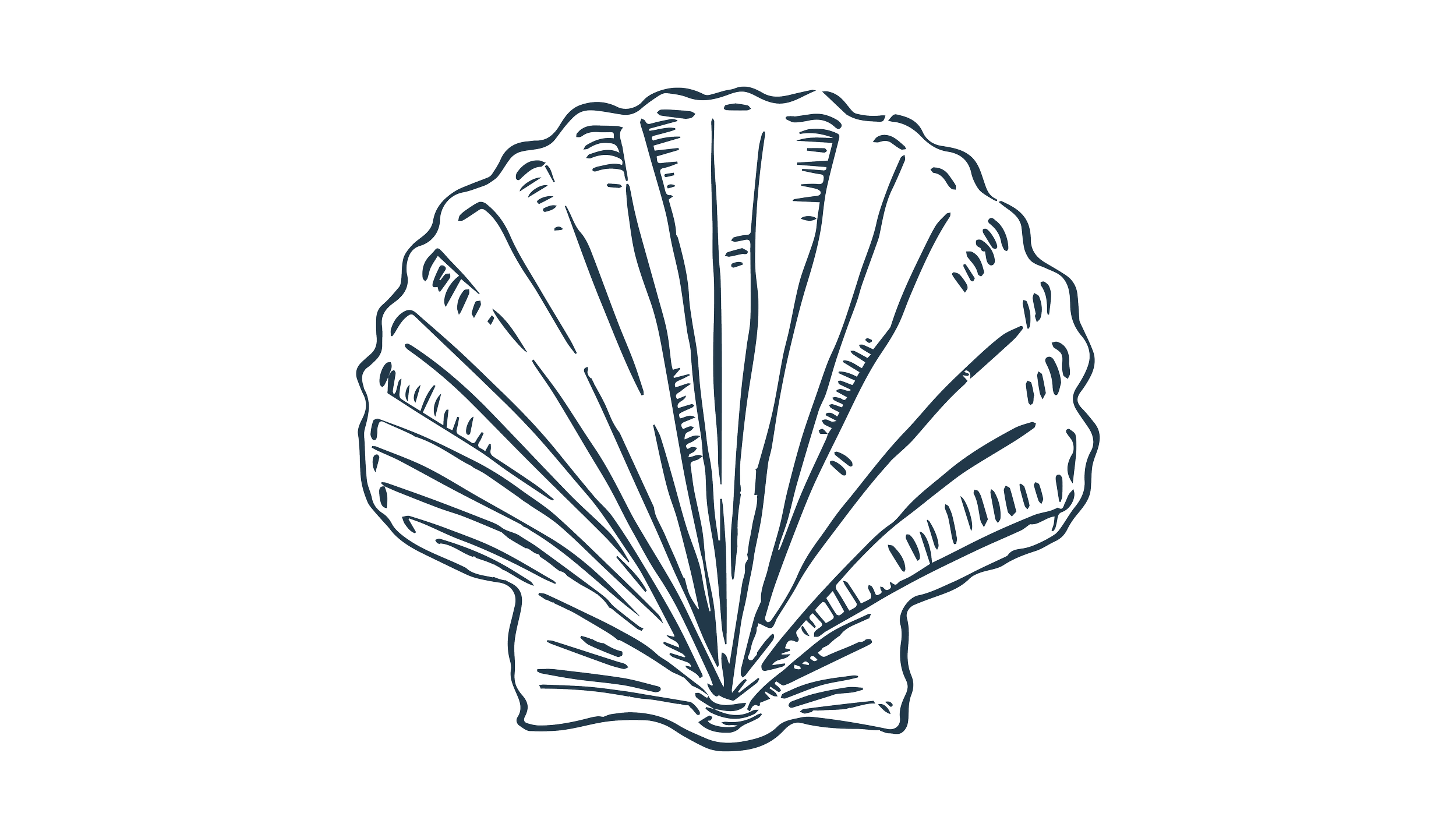 Outline drawing of a scallop shell with detailed ridges.