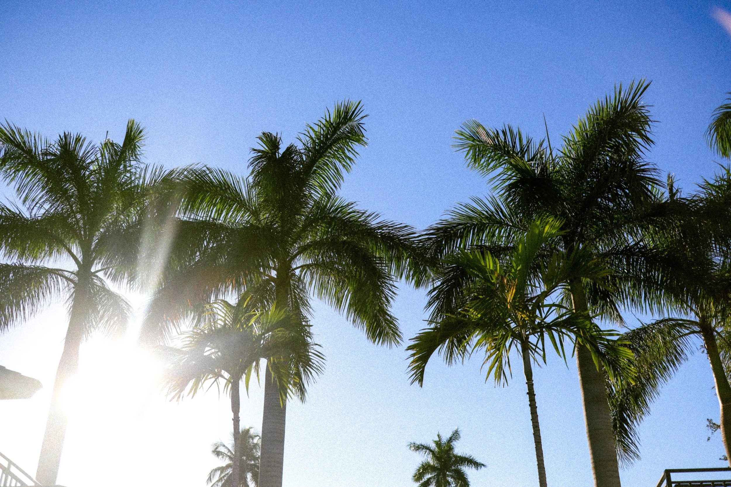 Palm Trees in Naples, Florida