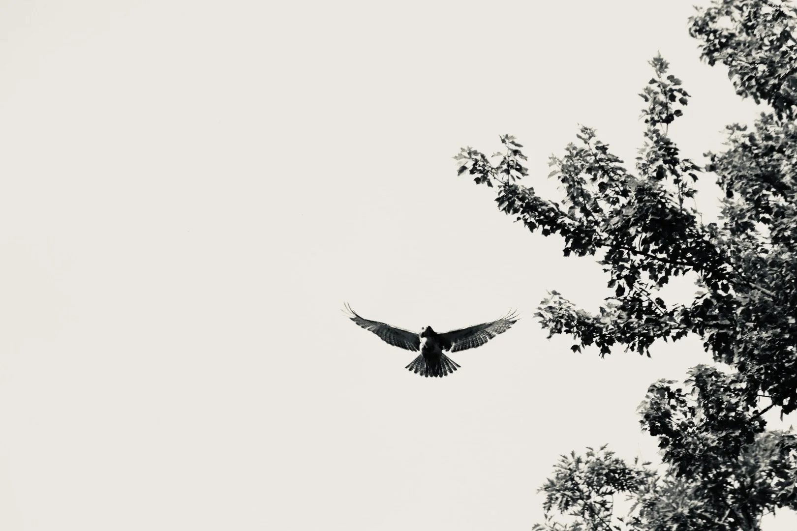 IMG_9107.jpeg