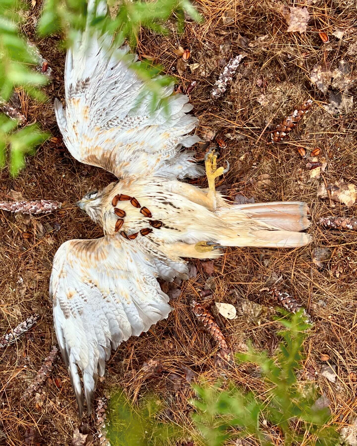 I&rsquo;ve never been this close to a red tailed hawk.  I was listening to Spirit Bird and my whole being swung around to the White Pine to my right. She was at its base- her neck turned, belly on the earth, one wing splayed. Stunning. Shocking. Not 