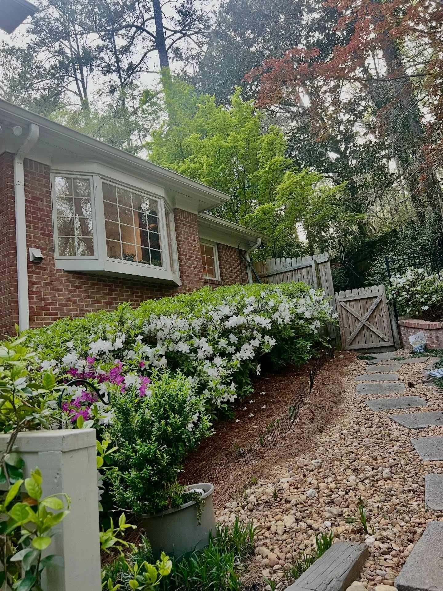 Three years ago this hedge was ugly, overgrown and above the window ledge. I decided to cut it all down, all the way to the stumps.

It was bare, and looked terrible. I thought I&rsquo;d made a huge mistake.

Now look how full and pretty. Blooming in