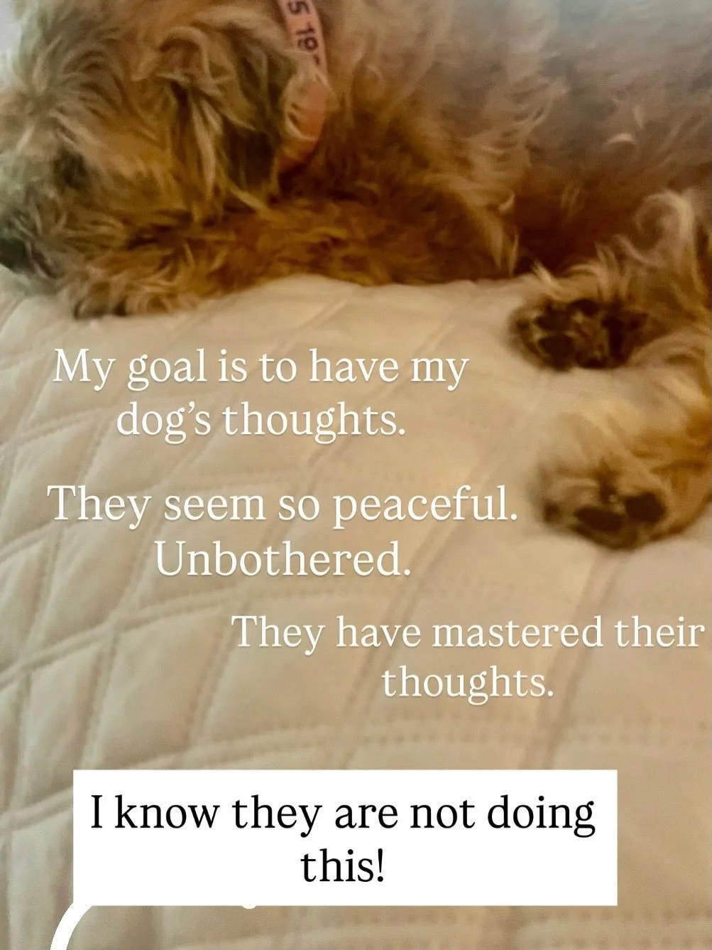 Today my goal is to live like my dogs. 
To have a restful mind. Have a lie down with no guilt.
Feel unbothered. 
Dump the dumb thoughts, the loop repeating in my head. 
To know the important things will get done. 

Some days I get it right. Rarely. O