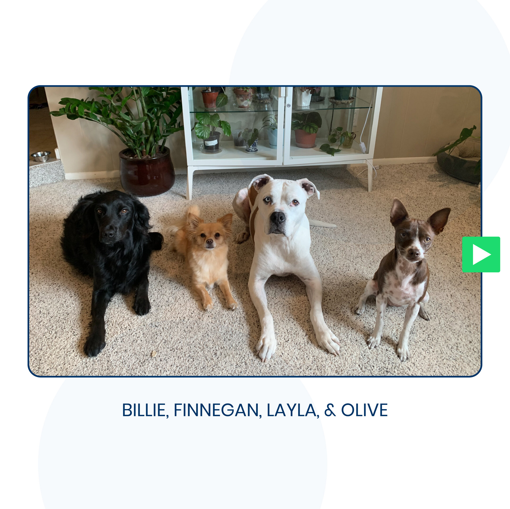 20210826_DogDay_slide3.jpg