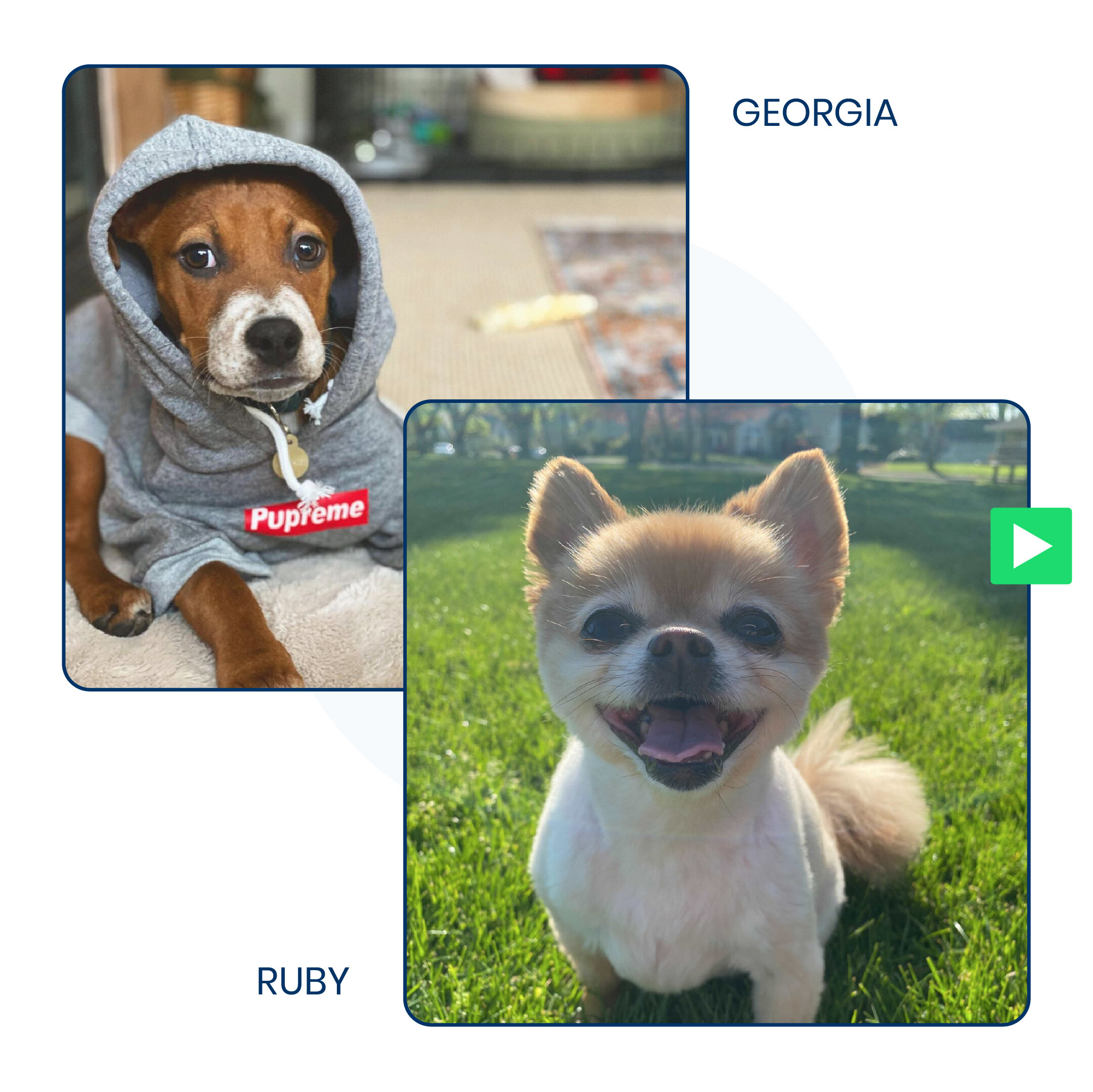 20210826_DogDay_slide1.jpg