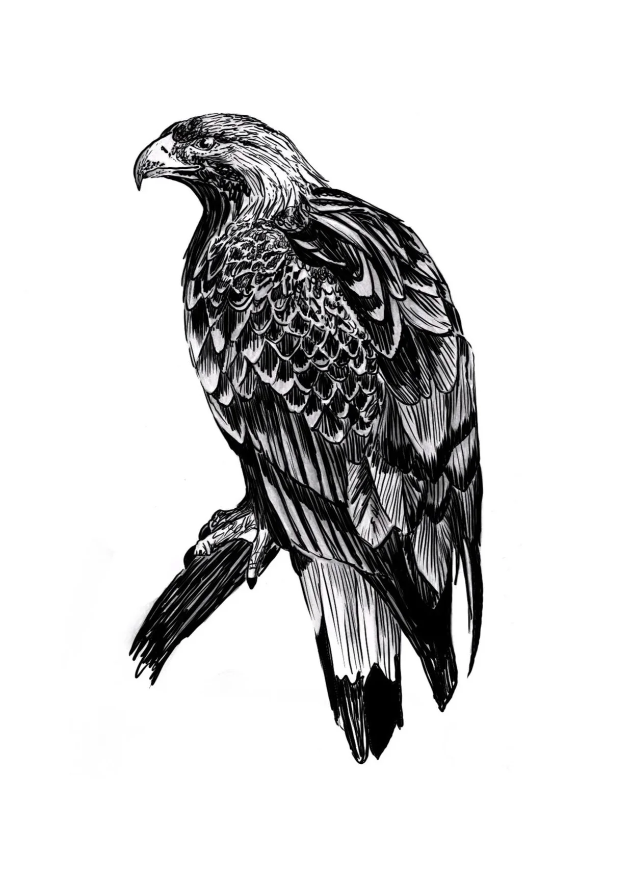 Eagle #2