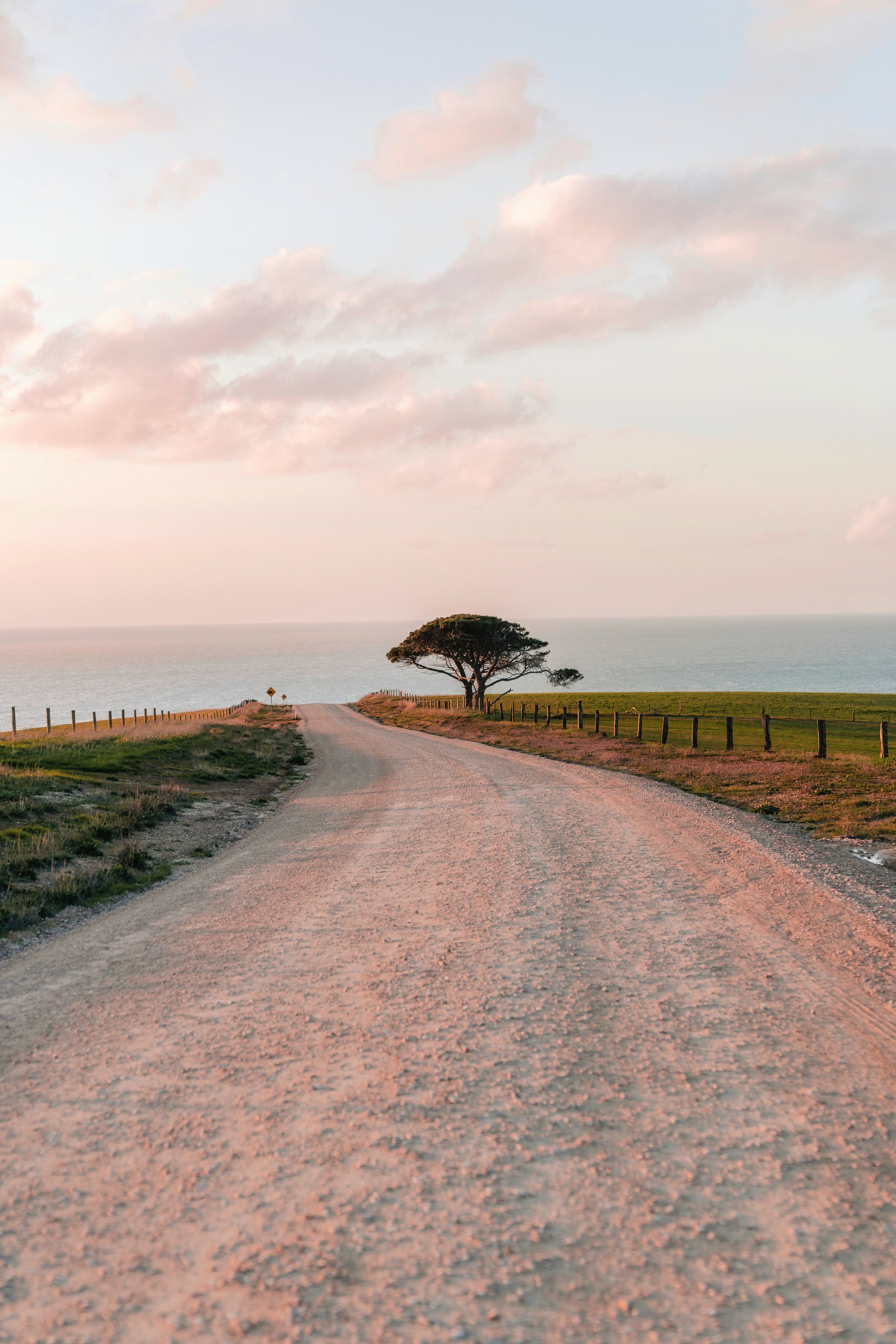 Myponga tree Website.jpg