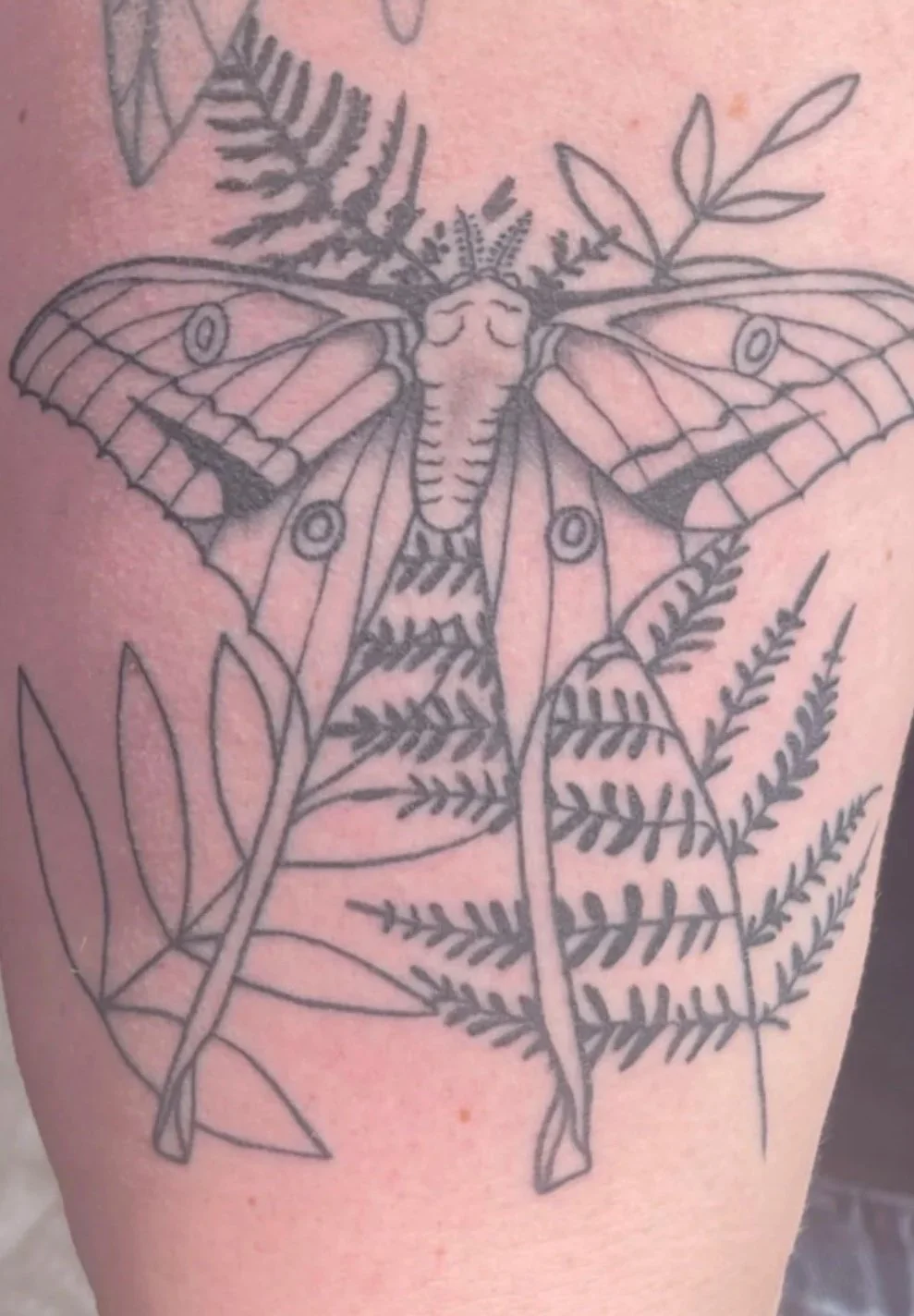 A tattoo of a moth surrounded by various types of leaves on someone's arm. There is a label indicating the tattoo appears healed but with harsh lighting.