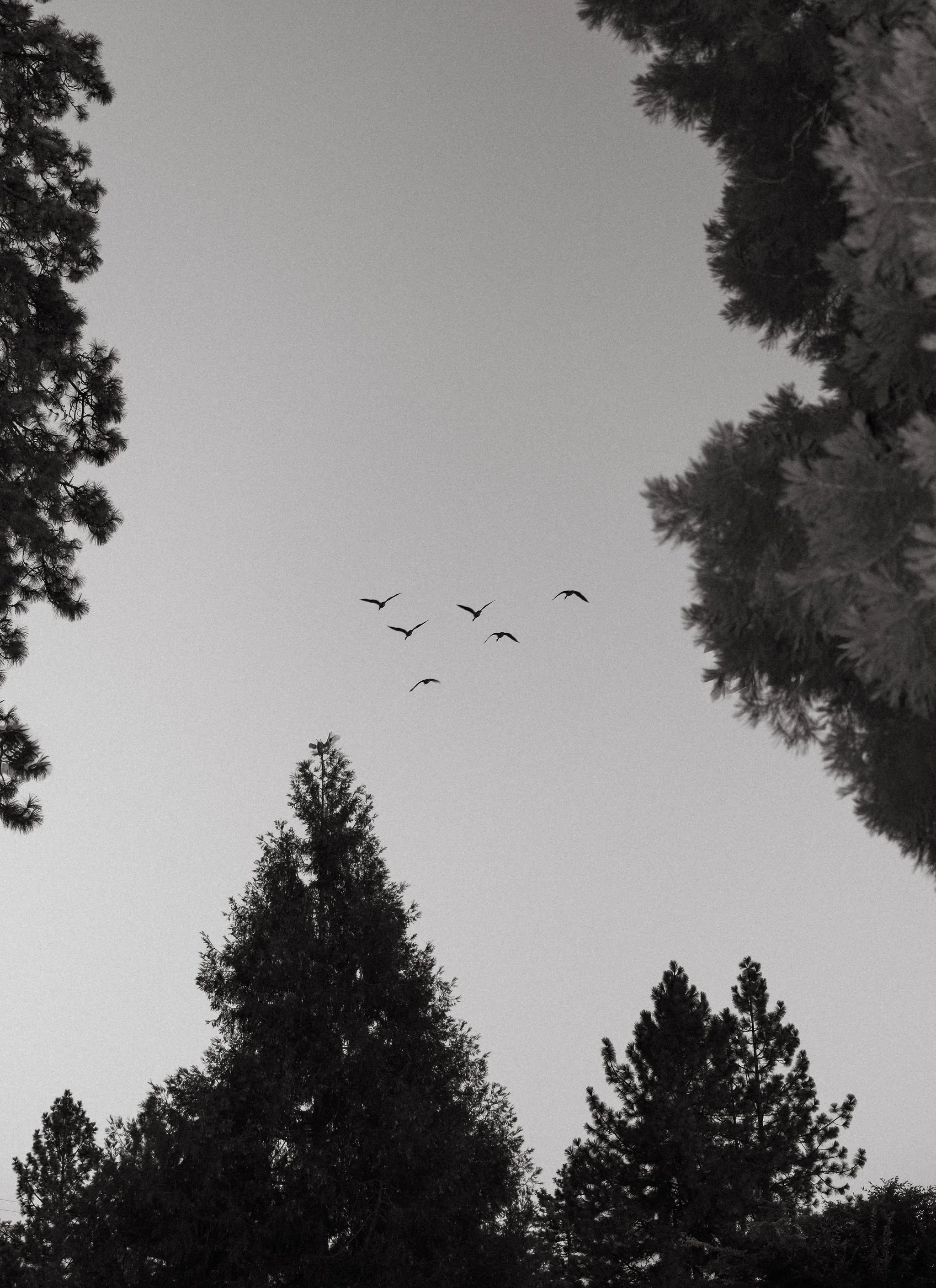 Silhouettes of tall pine trees with a flock of birds flying in the clear sky overhead.