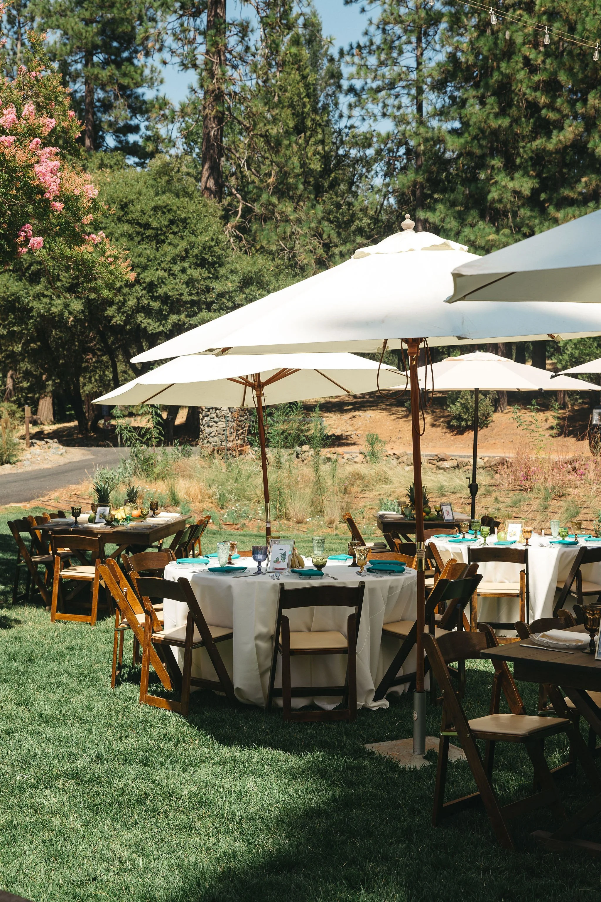 Outdoor dining setup with round tables covered in white tablecloths, surrounded by wooden chairs, shaded by large white umbrellas, set in a grassy area with trees and pink flowering bushes in the background.