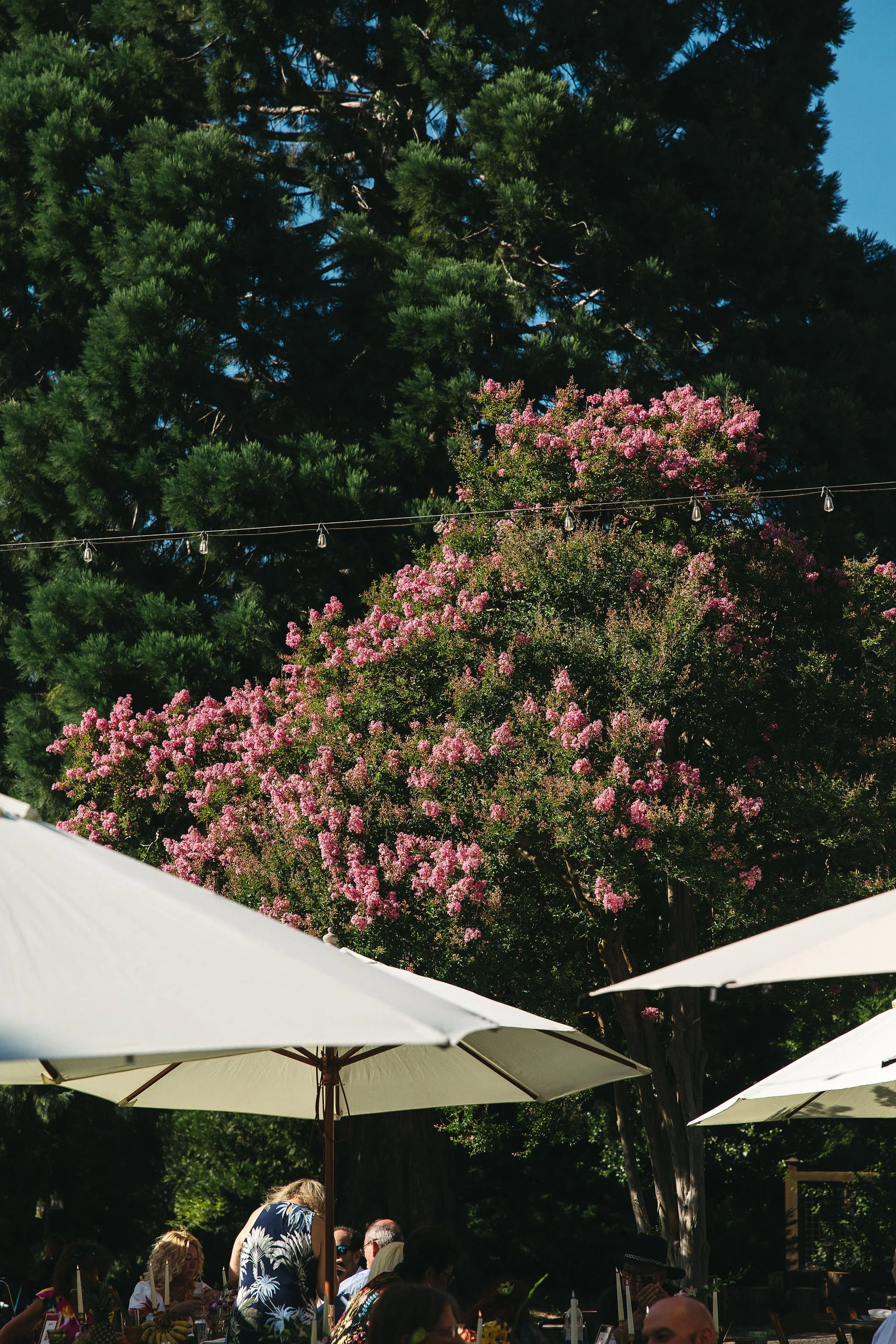 People dining outdoors under umbrellas with pink flowering trees and tall evergreen trees in the background on a sunny day.