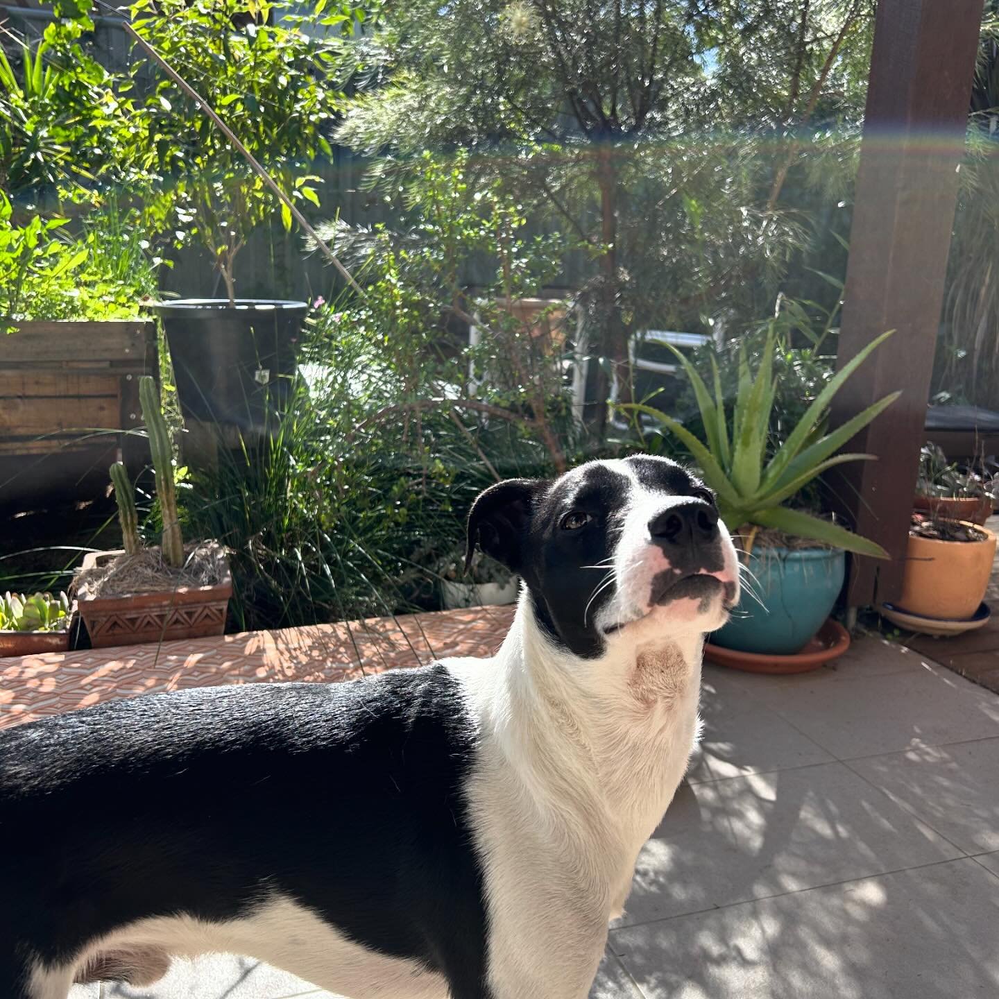 Lenny in May 🌻