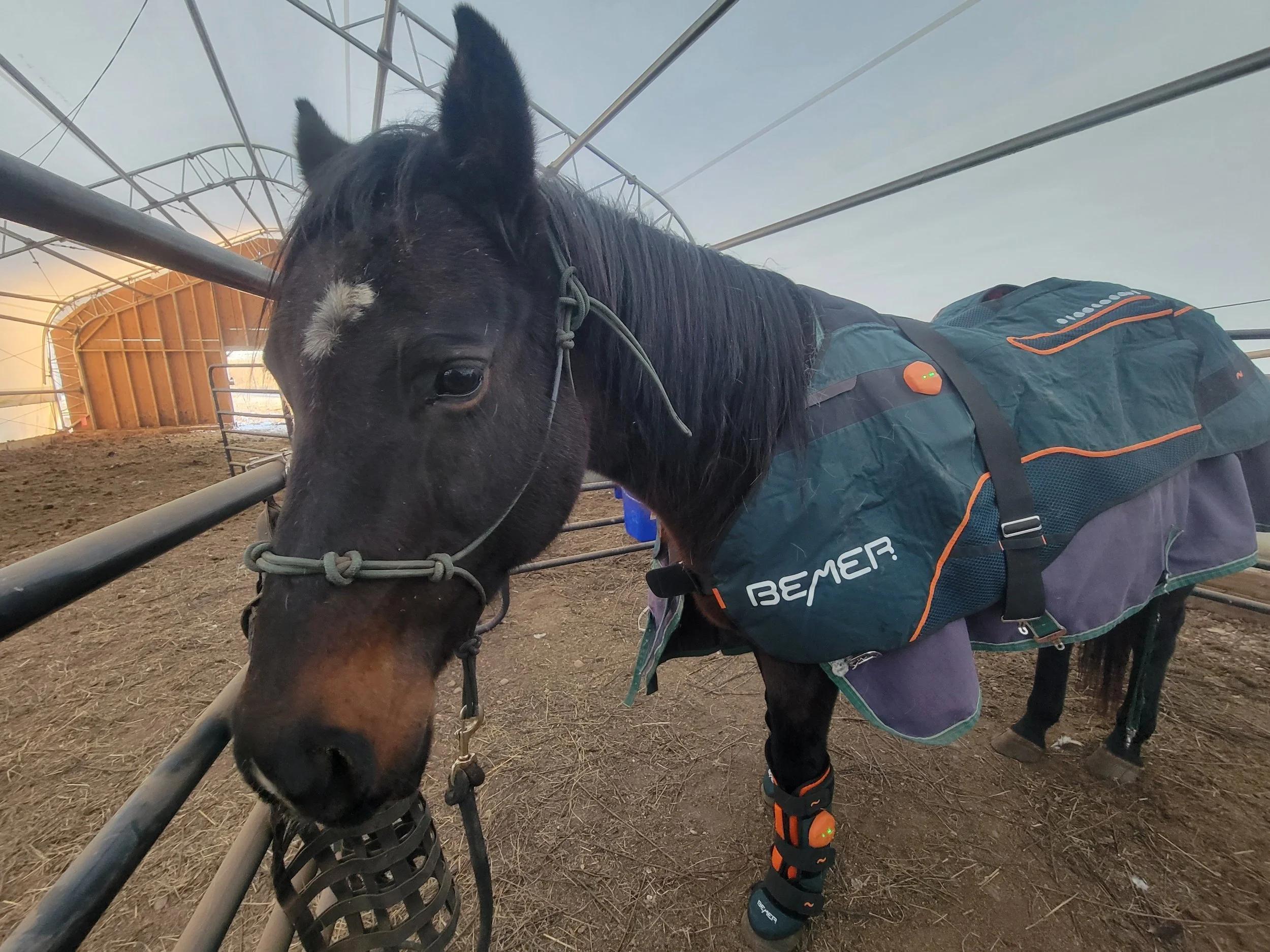 photo gallery — Dutton Veterinary Services PLLC