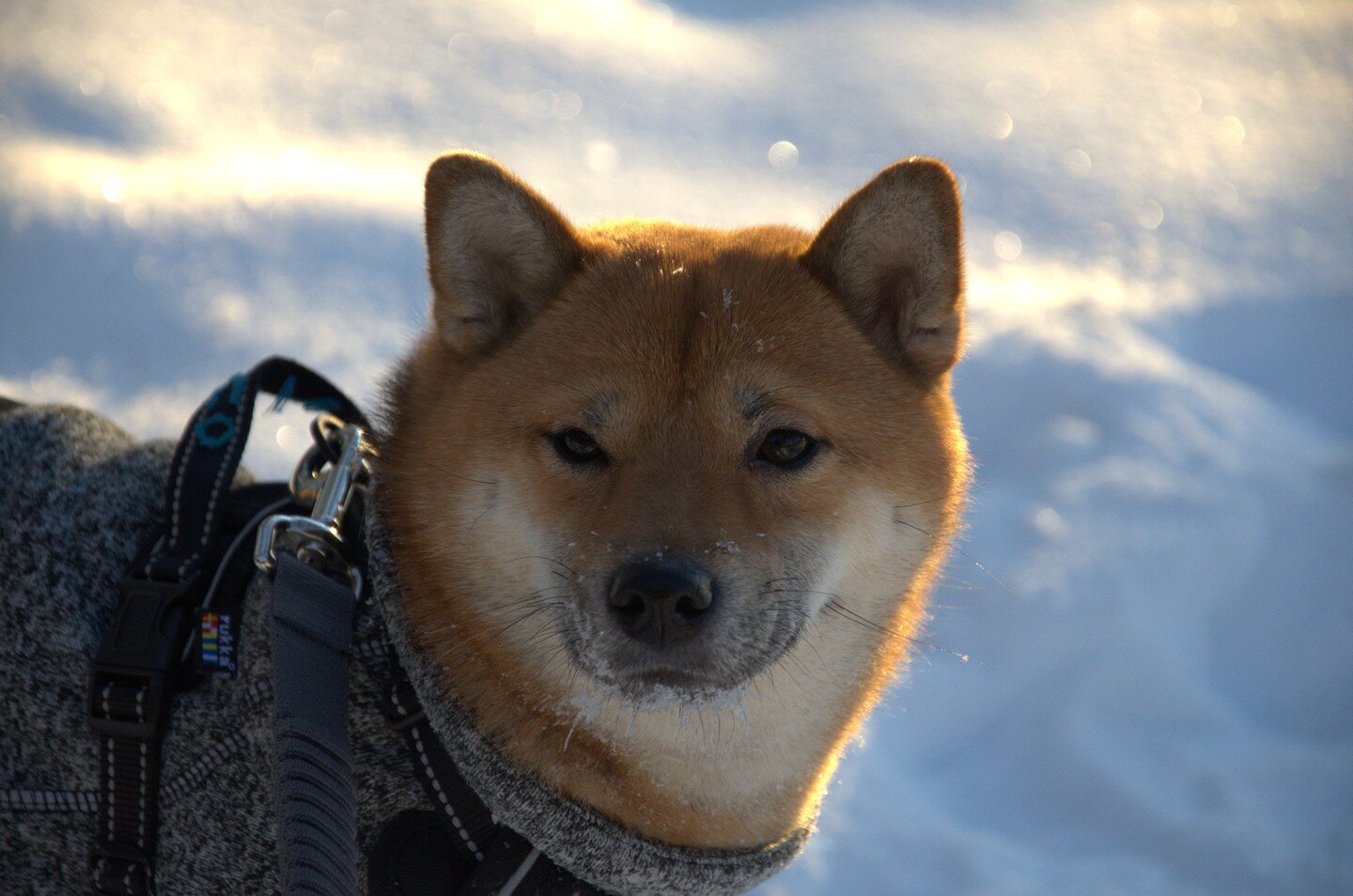 Lyco in the snow. 

#DSLR #d7000nikon #d7000 #shibainu #rukka