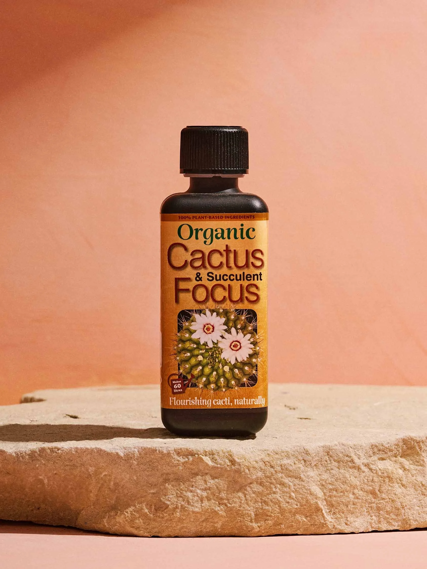 organic cactus & succulent focus