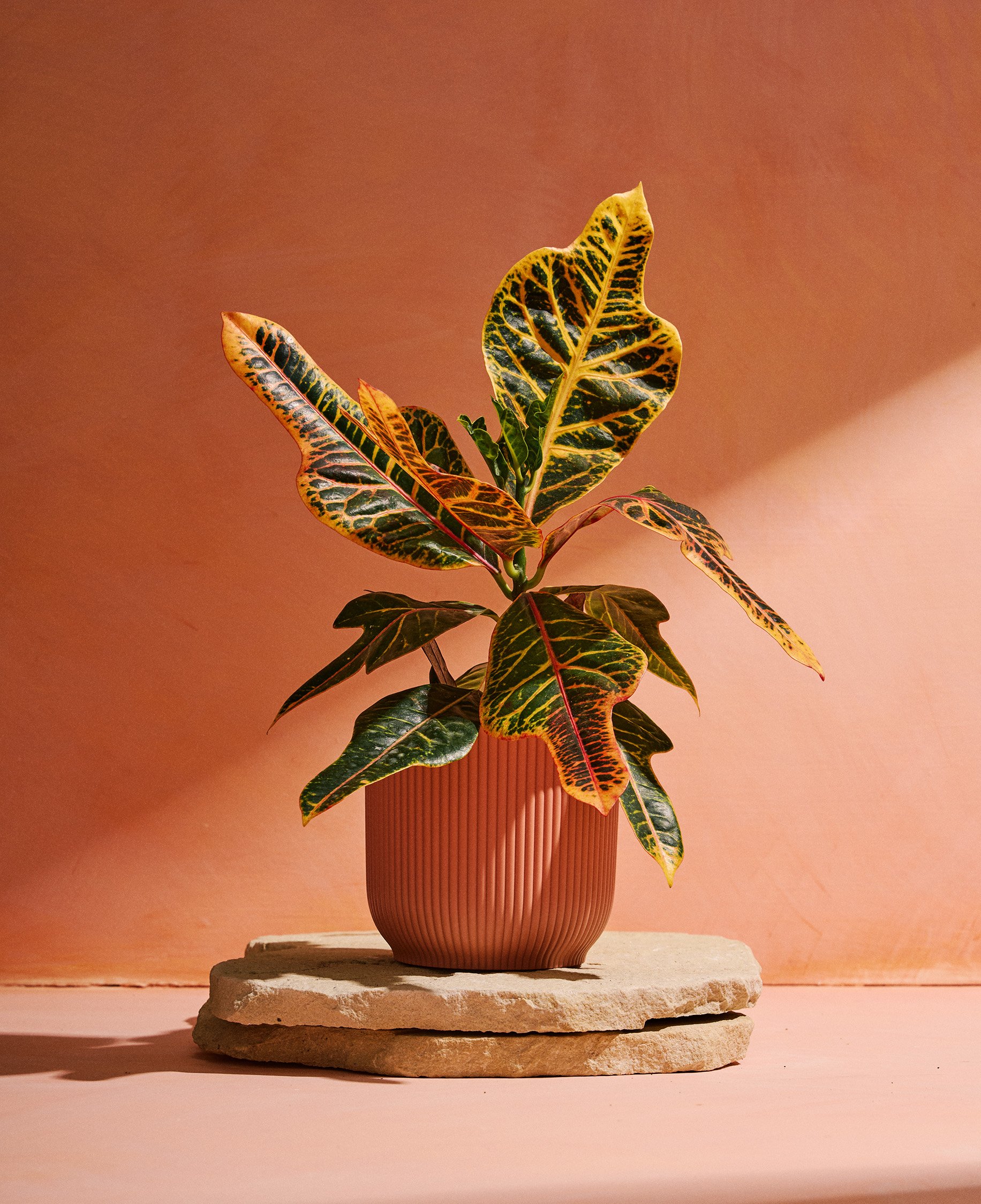 Codiaeum variegatum 01.jpg