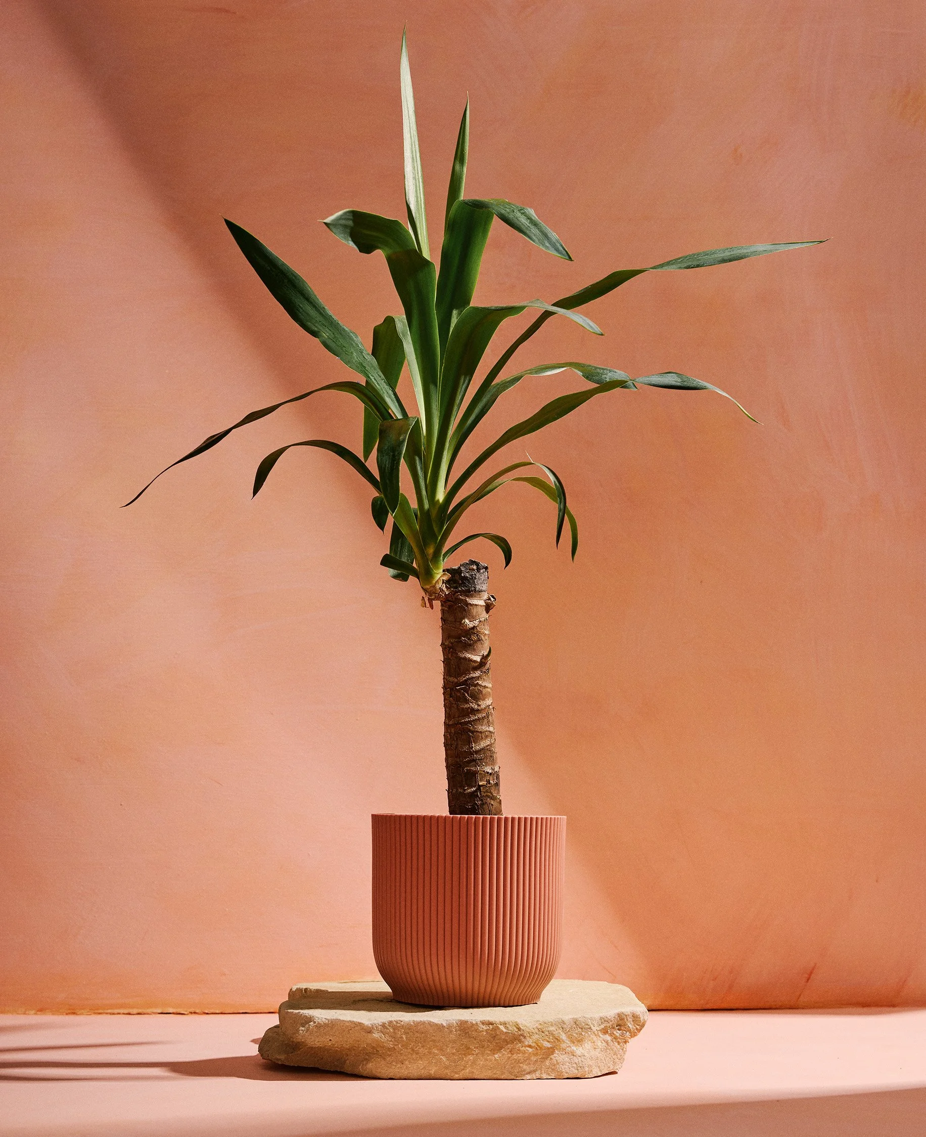 Yucca 01.jpg