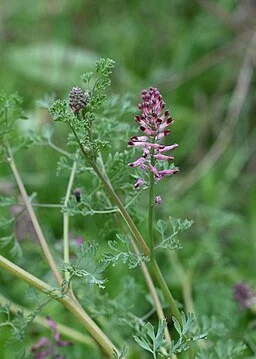 Krzysztof Ziarnek, Kenraiz, CC BY-SA 4.0  , via Wikimedia Commons