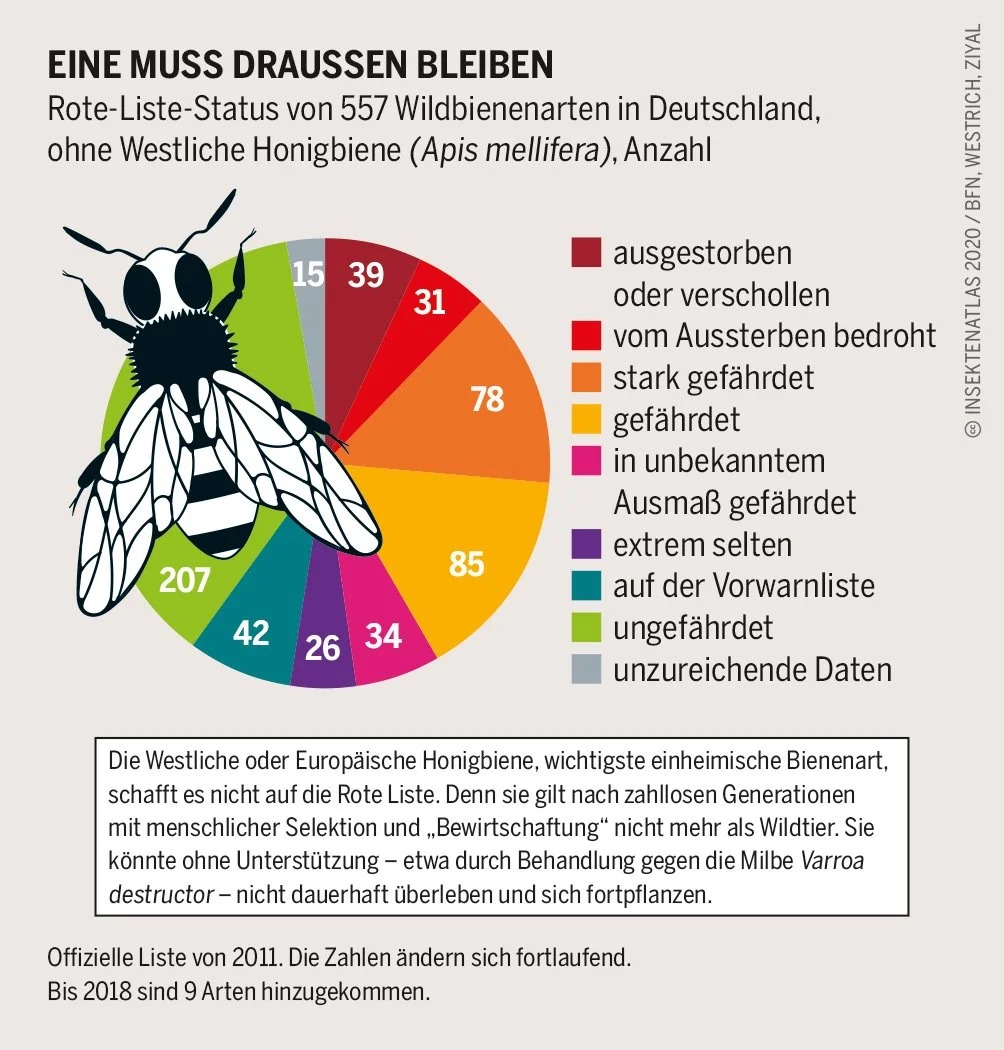 Infografik über den Rote-Liste-Status von 557 Wildbienenarten in Deutschland. Ein Kreisdiagramm zeigt verschiedene Bedrohungsgrade: ausgestorben, verschollen, vom Aussterben bedroht, stark gefährdet, gefährdet, unbekanntes Ausmaß, extrem selten, Vorwarnliste, ungefährdet, unzureichende Daten. Eine Skizze einer Biene ist ebenfalls abgebildet. Die Infografik betont, dass die Westliche Honigbiene nicht in die Liste aufgenommen wurde.