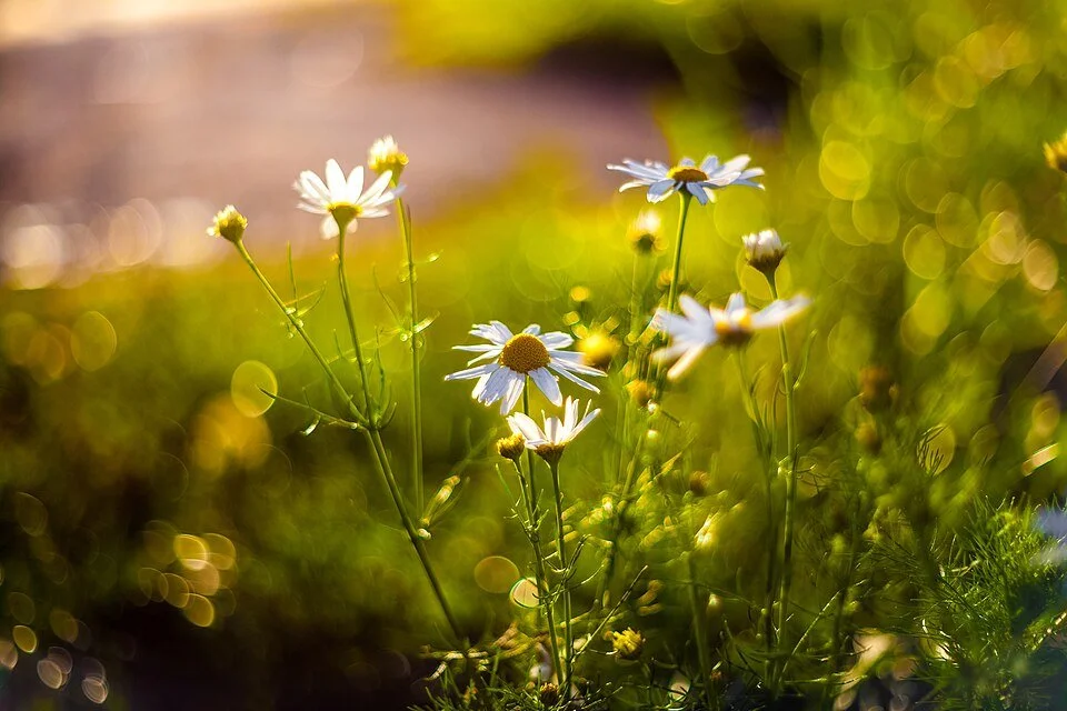 https://www.flickr.com/people/127973434@N07